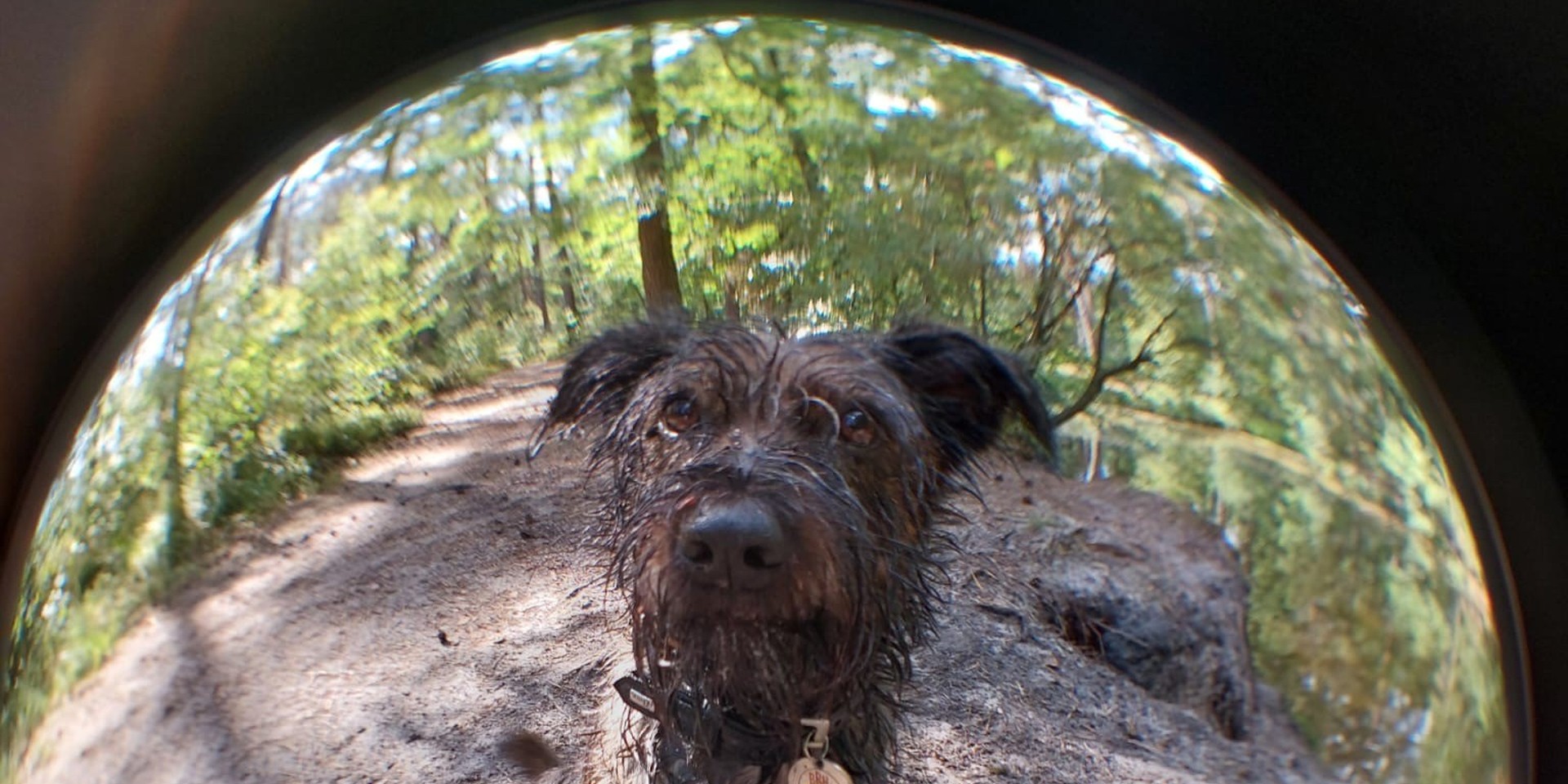 Hund
