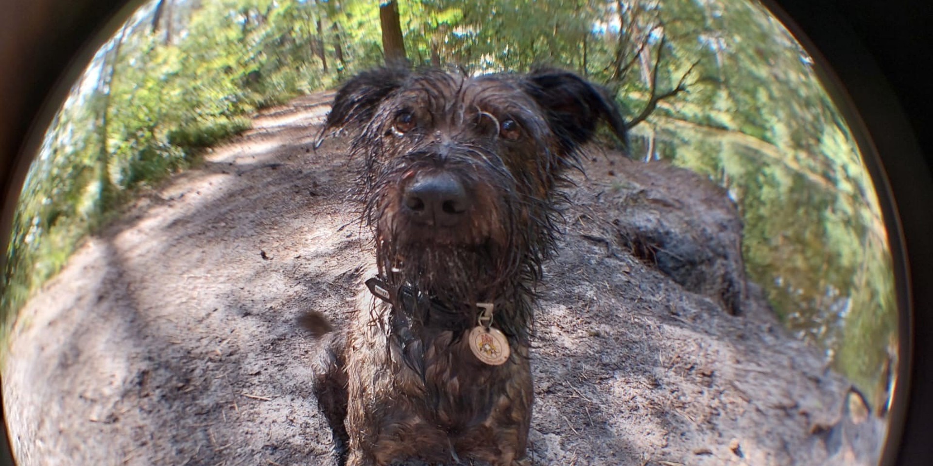 Hund